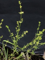 Galium gaudichaudii