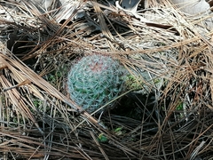 Mammillaria jaliscana jaliscana