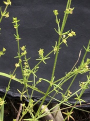 Galium gaudichaudii