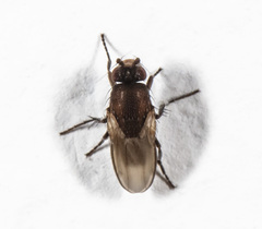 Coproica ferruginata