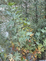 Magnoliopsida