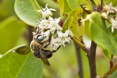 Xylocopa phalothorax
