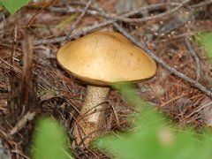 Suillus punctipes