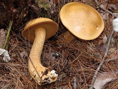 Suillus punctipes