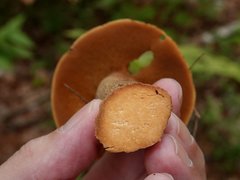 Suillus punctipes