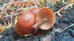 Gymnopilus rufescens
