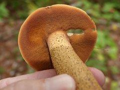 Suillus punctipes