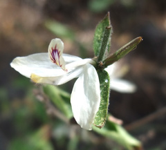 Carlowrightia neesiana
