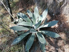 Agave guadalajarana