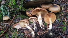 Cortinarius clandestinus