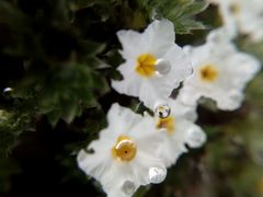 Euploca confertifolia