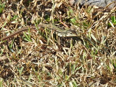 Aspidoscelis costatus