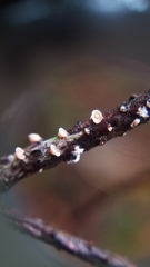 Corticium minnsiae