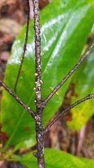 Corticium minnsiae