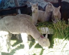 Vicugna pacos