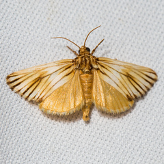 Eulithosia discistriga