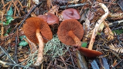 Cortinarius californicus