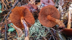 Cortinarius californicus