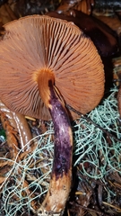 Cortinarius californicus