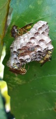 Mischocyttarus angulatus