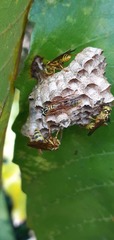Mischocyttarus angulatus