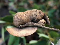 Disholandricus reniformis