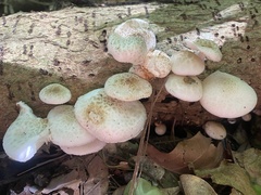 Oudemansiella australis