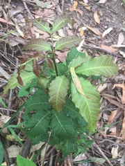 Alectryon tomentosus