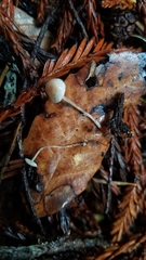 Cystolepiota seminuda