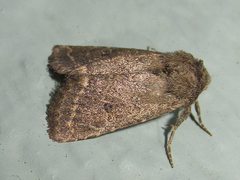 Protorthodes texicana