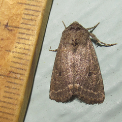 Protorthodes texicana