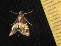 Usingeriessa