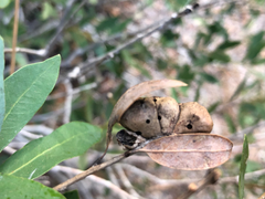 Disholandricus reniformis