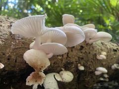 Oudemansiella australis
