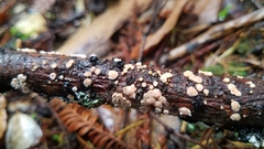 Aleurodiscus grantii