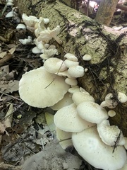 Oudemansiella australis