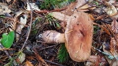Cortinarius superbus