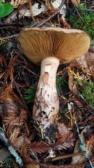 Cortinarius superbus