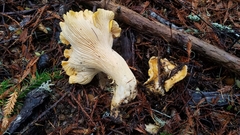 Cantharellus cascadensis