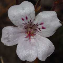 Pelargonium havlasae