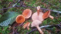 Lactarius luculentus