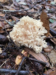 Ramaria rubiginosa