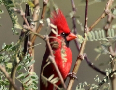 Cardinalis cardinalis superbus