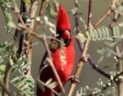 Cardinalis cardinalis superbus