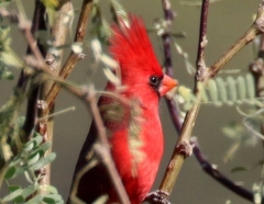 Cardinalis cardinalis superbus