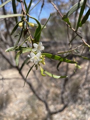 Myoporum platycarpum