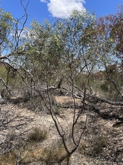 Myoporum platycarpum