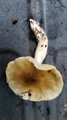 Tricholoma arvernense