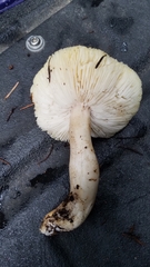 Tricholoma arvernense