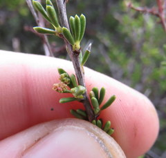 Eriophyes adenostomae